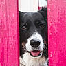 Debby participe au concours pour gagner de l'argent avec cette photo : dog, black_and_white, peeking, wooden_boards, pink, tongue_out, close_up, portrait, animal, cute, playful, pet, ears, snout, fur, face, expression, outdoor, vibrant_color, curious