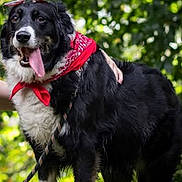 Debby participe au concours pour gagner de l'argent avec cette photo : dog, black_and_white, bandana, sunglasses, tongue_out, happy, pet, outdoor, greenery, leash, animal, canine, playful, nature, portrait, fur, hand, summer, friendly, companion