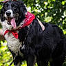 dog, black_and_white, bandana, sunglasses, tongue_out, happy, pet, outdoor, greenery, leash, animal, canine, playful, nature, portrait, fur, hand, summer, friendly, companion