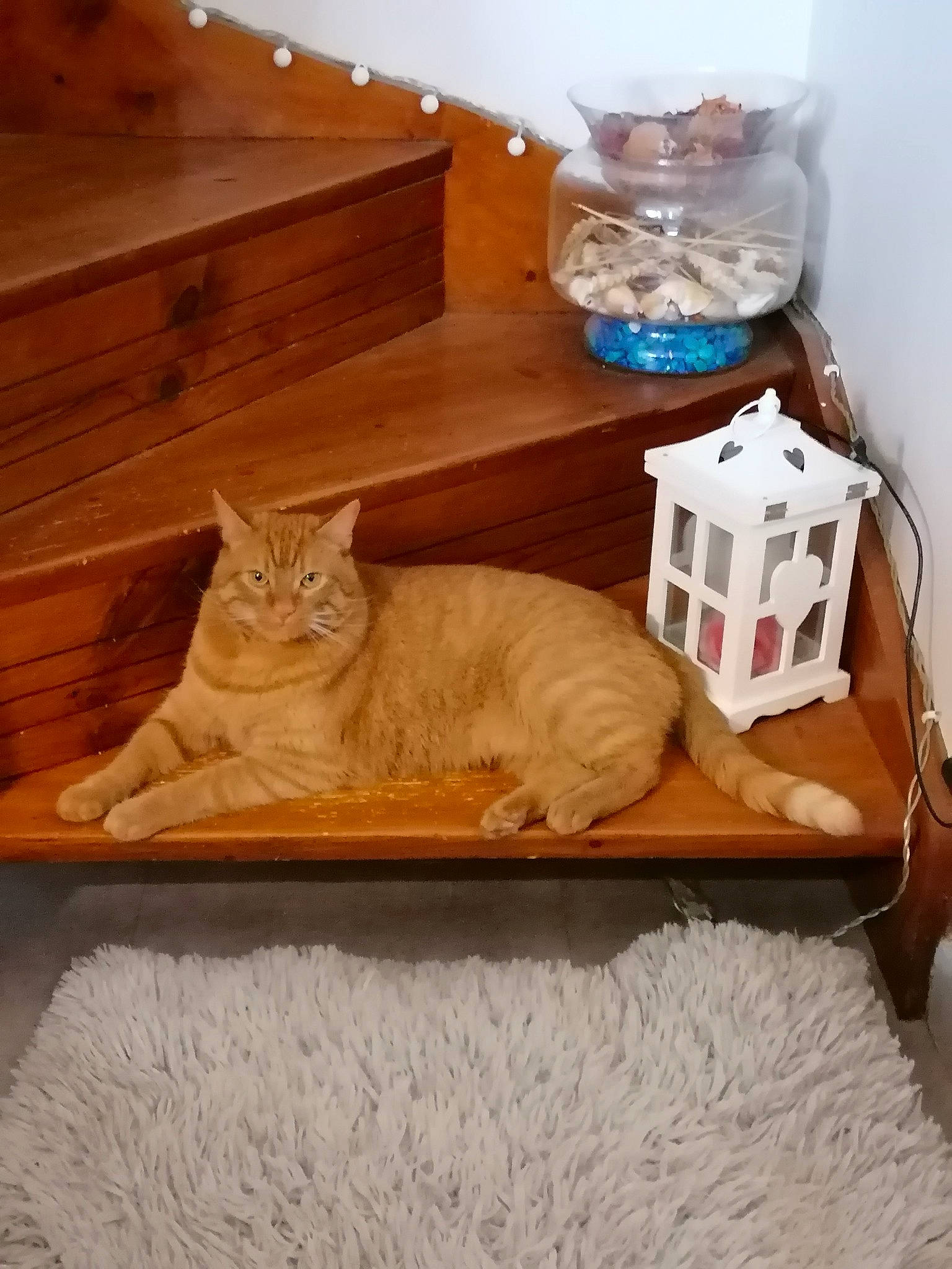 Symba participe au concours pour gagner de l'argent avec cette photo : box, carnivore, cat, cat_supply, comfort, cupboard, drawer, fawn, felidae, flooring, hardwood, linens, pet_supply, rectangle, room, small_to_medium_sized_cats, table, whiskers, wood, wood_stain