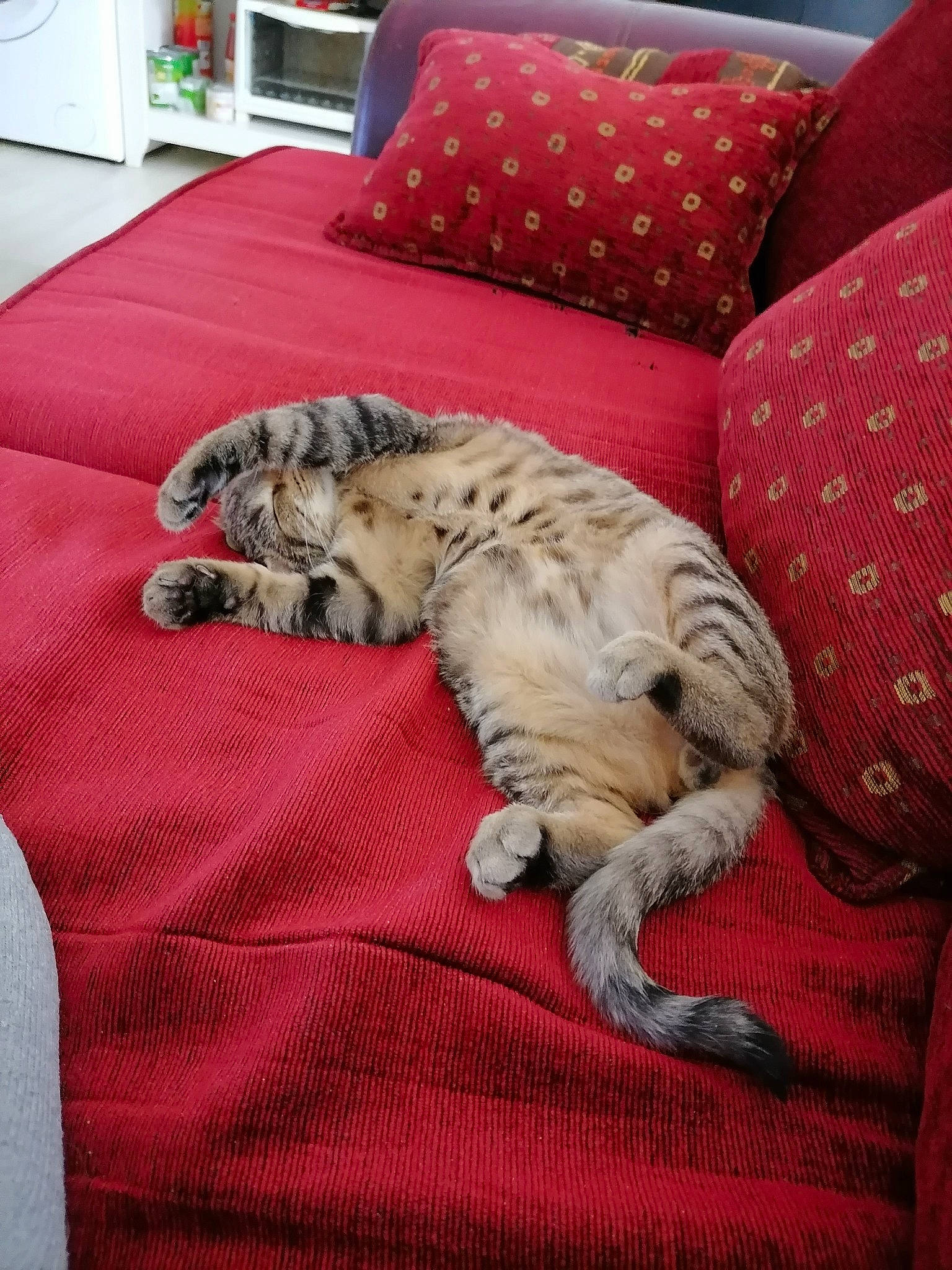 Titou a rejoint le concours — aidez-le/la à gagner de superbes lots ! bedding, carnivore, cat, comfort, companion_dog, couch, dog_breed, fawn, felidae, flooring, furniture, grey, linens, living_room, small_to_medium_sized_cats, sporting_group, studio_couch, tail, textile, whiskers