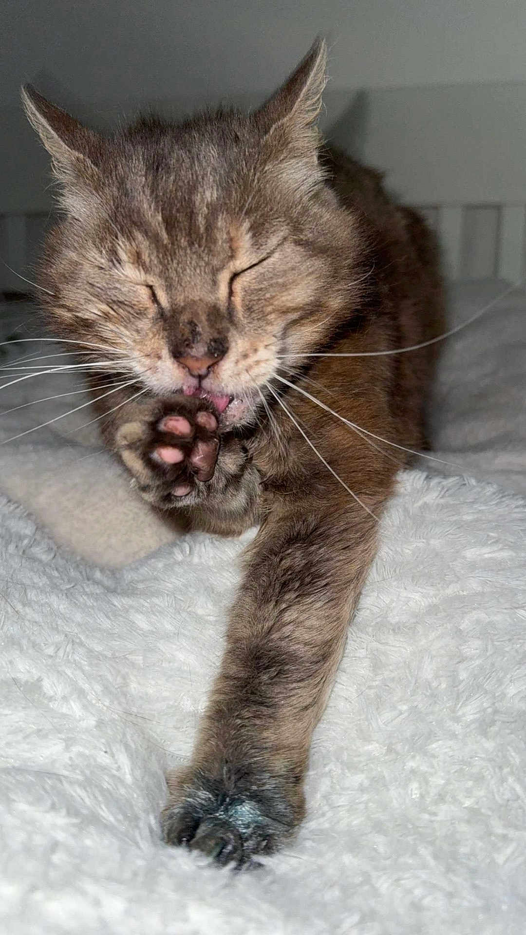 Mystie a rejoint le concours — aidez-le/la à gagner de superbes lots ! cat, tabby, grooming, paw, licking, fur, whiskers, closed_eyes, bed, blanket, cozy, pet, animal, feline, cute, indoor, resting, sleepy, soft, comfort