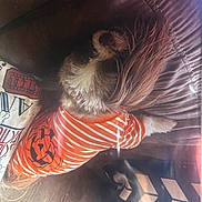 Dorothy Burrell joined the competition — help win amazing prizes! animal, brown_couch, clapperboard, couch, cozy, cute, dog, fur, halloween, holiday_theme, home, indoor, orange_shirt, pet_clothing, pillow, pumpkin_design, relaxing, resting, small_dog, striped_shirt