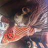 animal, brown_couch, clapperboard, couch, cozy, cute, dog, fur, halloween, holiday_theme, home, indoor, orange_shirt, pet_clothing, pillow, pumpkin_design, relaxing, resting, small_dog, striped_shirt