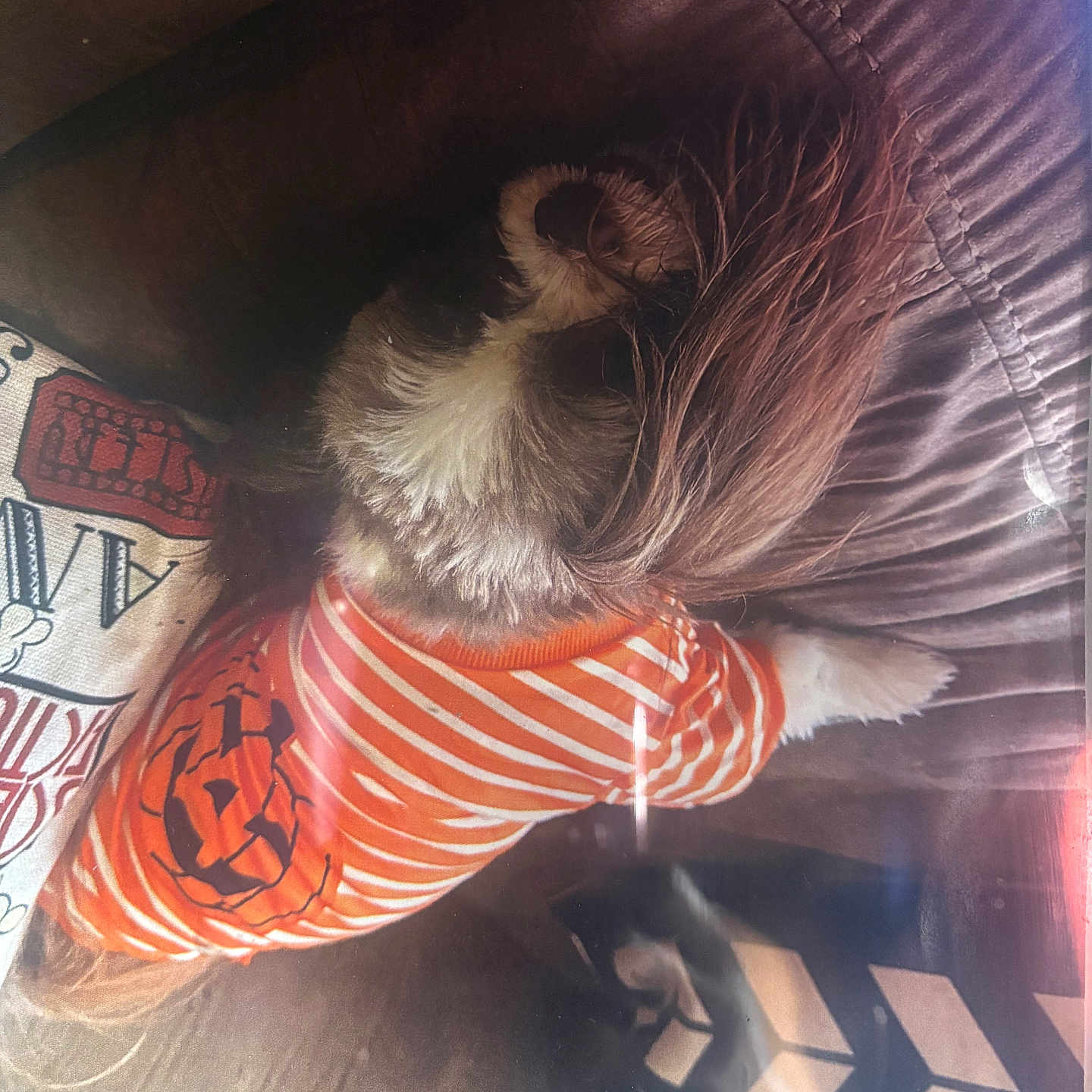 Dorothy Burrell joined the competition — help win amazing prizes! animal, brown_couch, clapperboard, couch, cozy, cute, dog, fur, halloween, holiday_theme, home, indoor, orange_shirt, pet_clothing, pillow, pumpkin_design, relaxing, resting, small_dog, striped_shirt