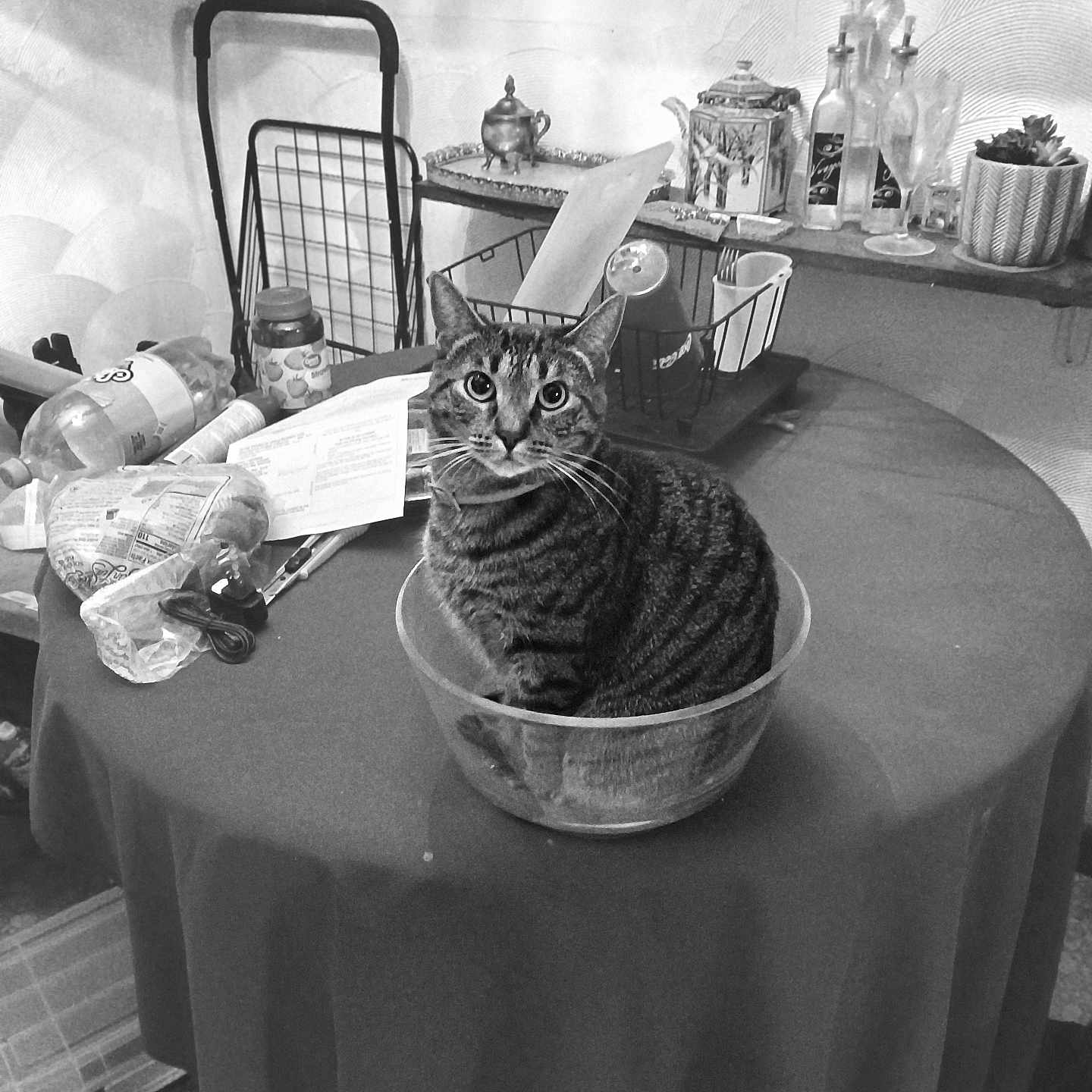 Prissy Missy joined the competition — help win amazing prizes! bottle, bowl, cat, clutter, cozy, curious, domestic, glass, home, indoor, jar, kitchen, papers, plant, round_table, sitting, striped_cat, table, transparent, utensils