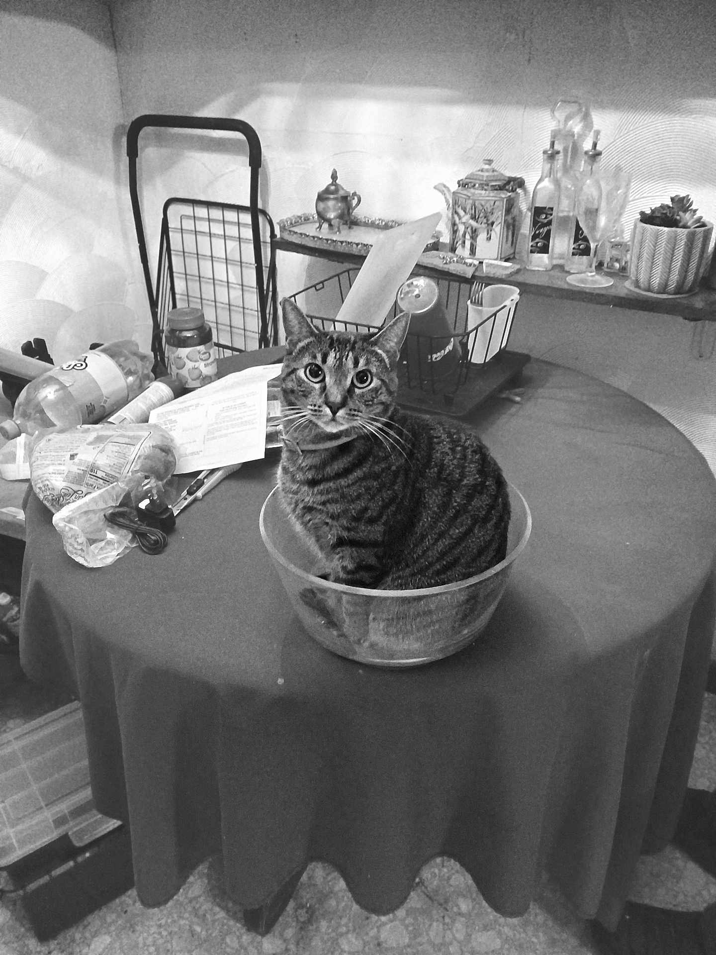Prissy Missy joined the competition — help win amazing prizes! bottle, bowl, cat, clutter, cozy, curious, domestic, glass, home, indoor, jar, kitchen, papers, plant, round_table, sitting, striped_cat, table, transparent, utensils