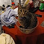 bottle, bowl, brown_tabby, cat, close_up, clutter, collar, container, curious, domestic_cat, furniture, household_items, indoor, looking, paper, pet, sitting, striped_shirt, tabby_cat, table