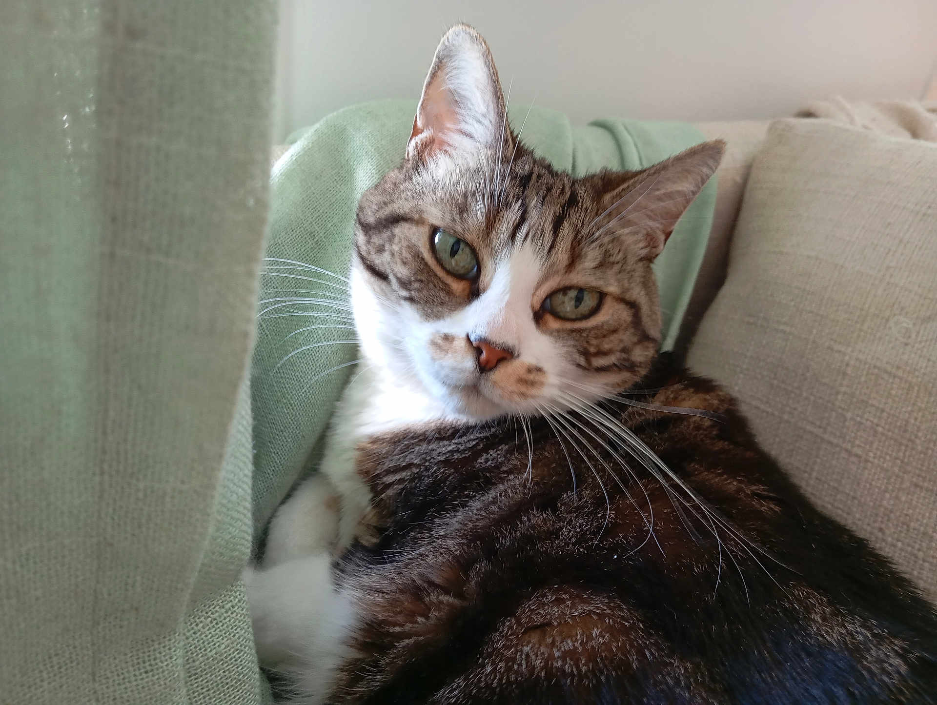 Gamine a rejoint le concours — aidez-le/la à gagner de superbes lots ! cat, tabby, pet, indoor, couch, curtain, whiskers, closeup, feline, relaxed, green, soft_light, cozy, home, resting, fur, domestic_animal, animal, cute, portrait