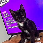 Elvis joined the competition — help win amazing prizes! cat, kitten, black_and_white, whiskers, wooden_table, tv_screen, game_menu, paused, purple_background, indoor, pet, fur, curious, young_cat, paw, sitting, close_up, domestic_animal, screen_text, electronics