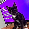 cat, kitten, black_and_white, whiskers, wooden_table, tv_screen, game_menu, paused, purple_background, indoor, pet, fur, curious, young_cat, paw, sitting, close_up, domestic_animal, screen_text, electronics