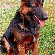 Balto participe au concours pour gagner de l'argent avec cette photo : dog, german_shepherd, pet, sitting, outdoor, grass, tongue_out, happy, ears, fur, black_and_tan, paw, muzzle, close_up, canine, portrait, nature, stick, field, animal