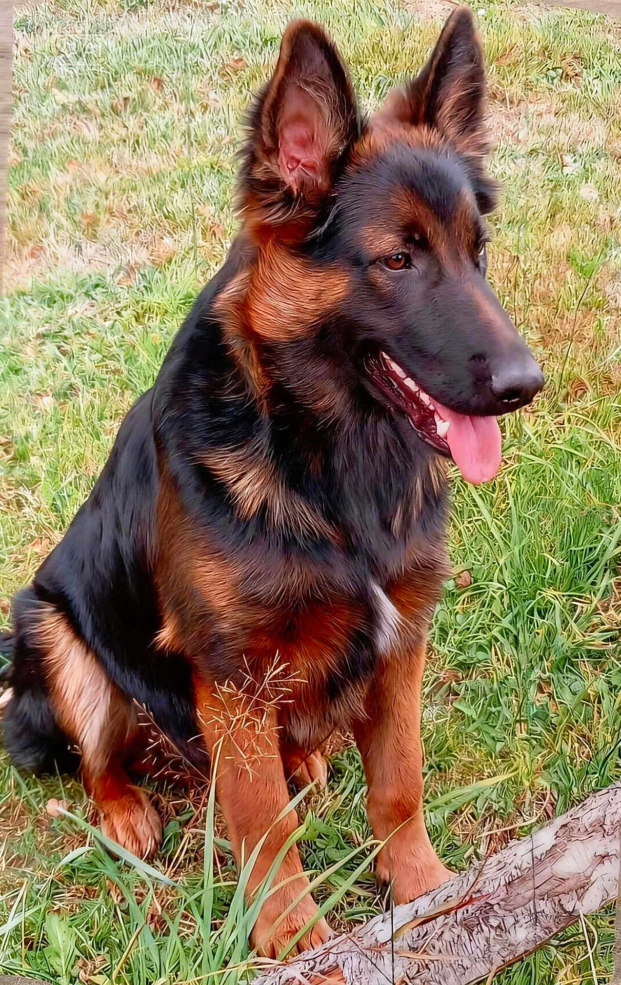 Balto participe au concours pour gagner de l'argent avec cette photo : dog, german_shepherd, pet, sitting, outdoor, grass, tongue_out, happy, ears, fur, black_and_tan, paw, muzzle, close_up, canine, portrait, nature, stick, field, animal