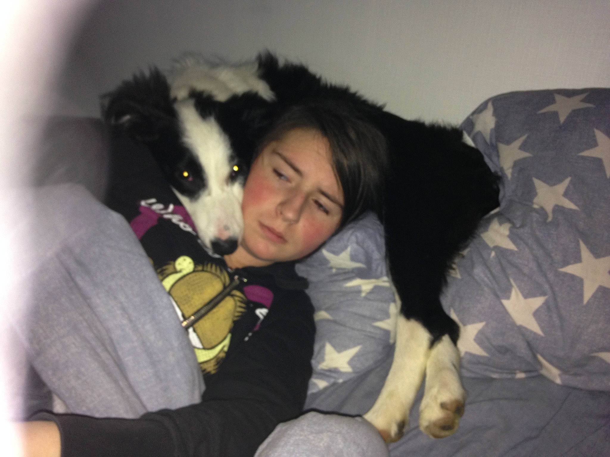 Ouragan a rejoint le concours — aidez-le/la à gagner de superbes lots ! bernese_mountain_dog, black_hair, border_collie, canidae, carnivore, companion_dog, dog, dog_breed, fun, fur, sporting_group