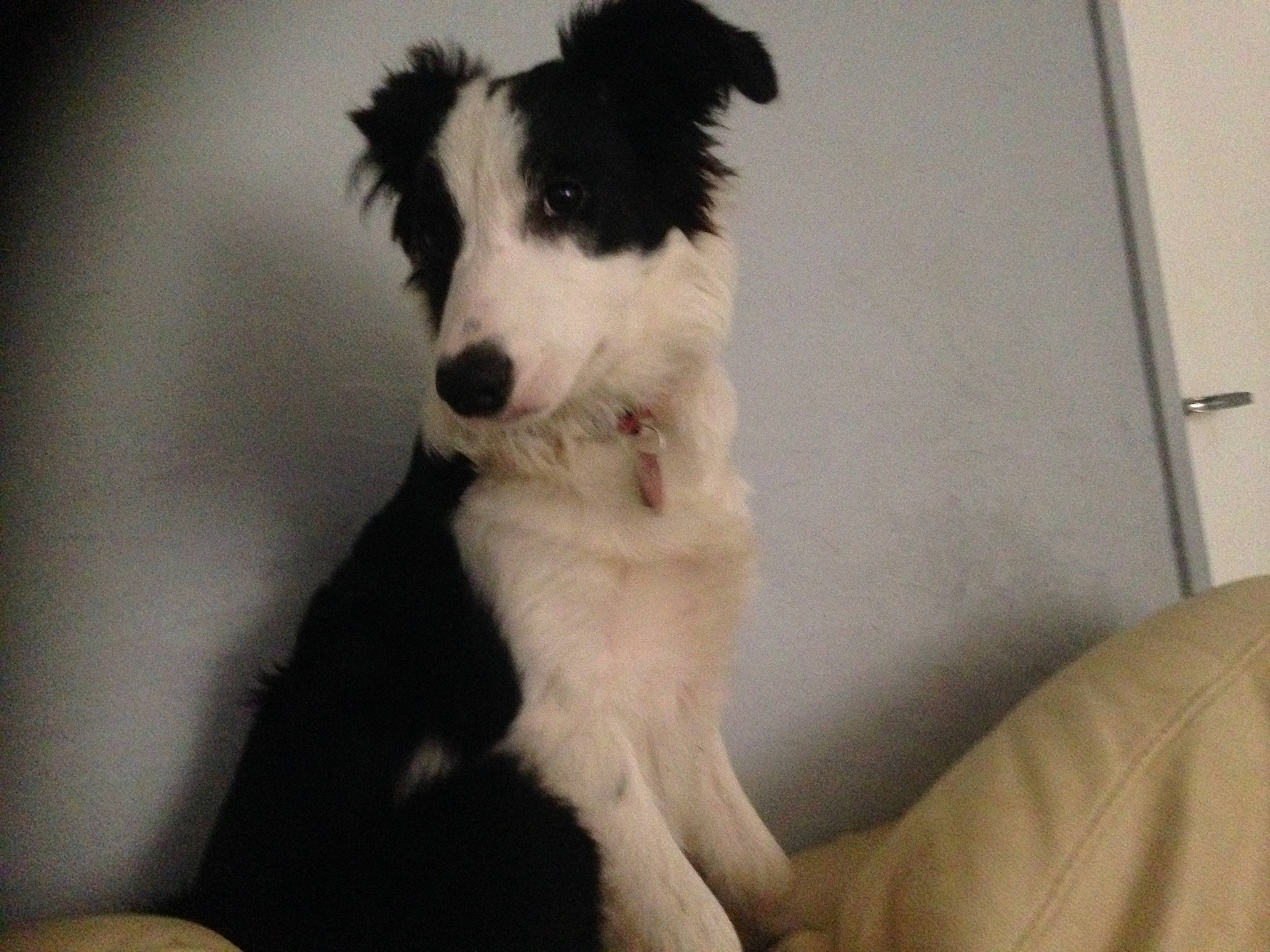 Ouragan a rejoint le concours — aidez-le/la à gagner de superbes lots ! australian_collie, border_collie, canidae, carnivore, companion_dog, dog, dog_breed, mammal, rare_breed_dog, silken_windhound, snout, vertebrate