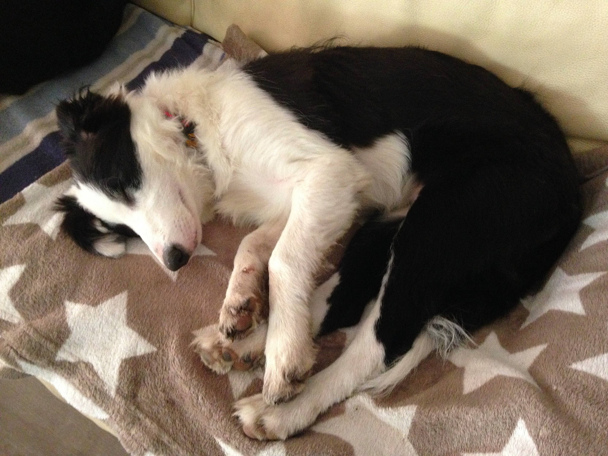 Ouragan a rejoint le concours — aidez-le/la à gagner de superbes lots ! border_collie, borzoi, canidae, carnivore, dog, dog_breed, mammal, nap, silken_windhound, smooth_collie, vertebrate