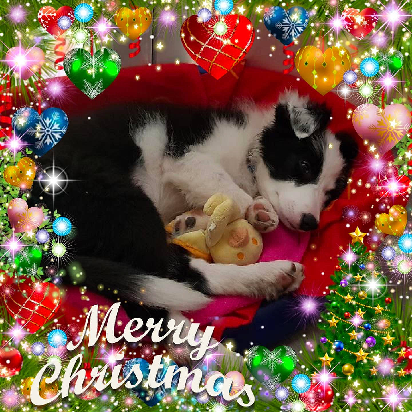 Ouragan a rejoint le concours — aidez-le/la à gagner de superbes lots ! canidae, carnivore, cat, christmas, christmas_decoration, christmas_eve, christmas_ornament, christmas_tree, holiday, siberian_husky, small_to_medium_sized_cats, tree