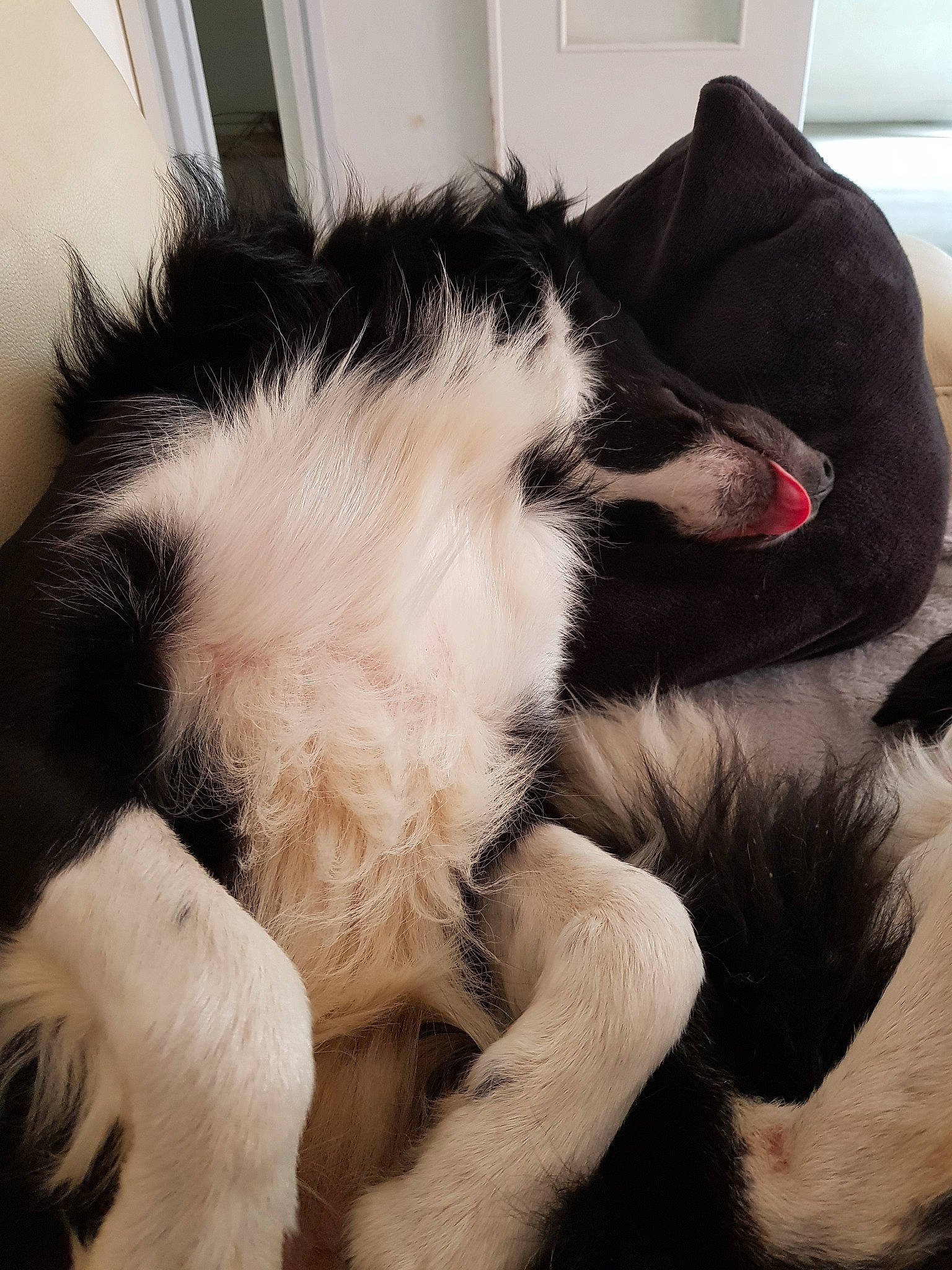 Marley a rejoint le concours — aidez-le/la à gagner de superbes lots ! border_collie, canidae, carnivore, companion_dog, dog, dog_breed, ear, fur, nap, puppy, sleep, sporting_group, tail