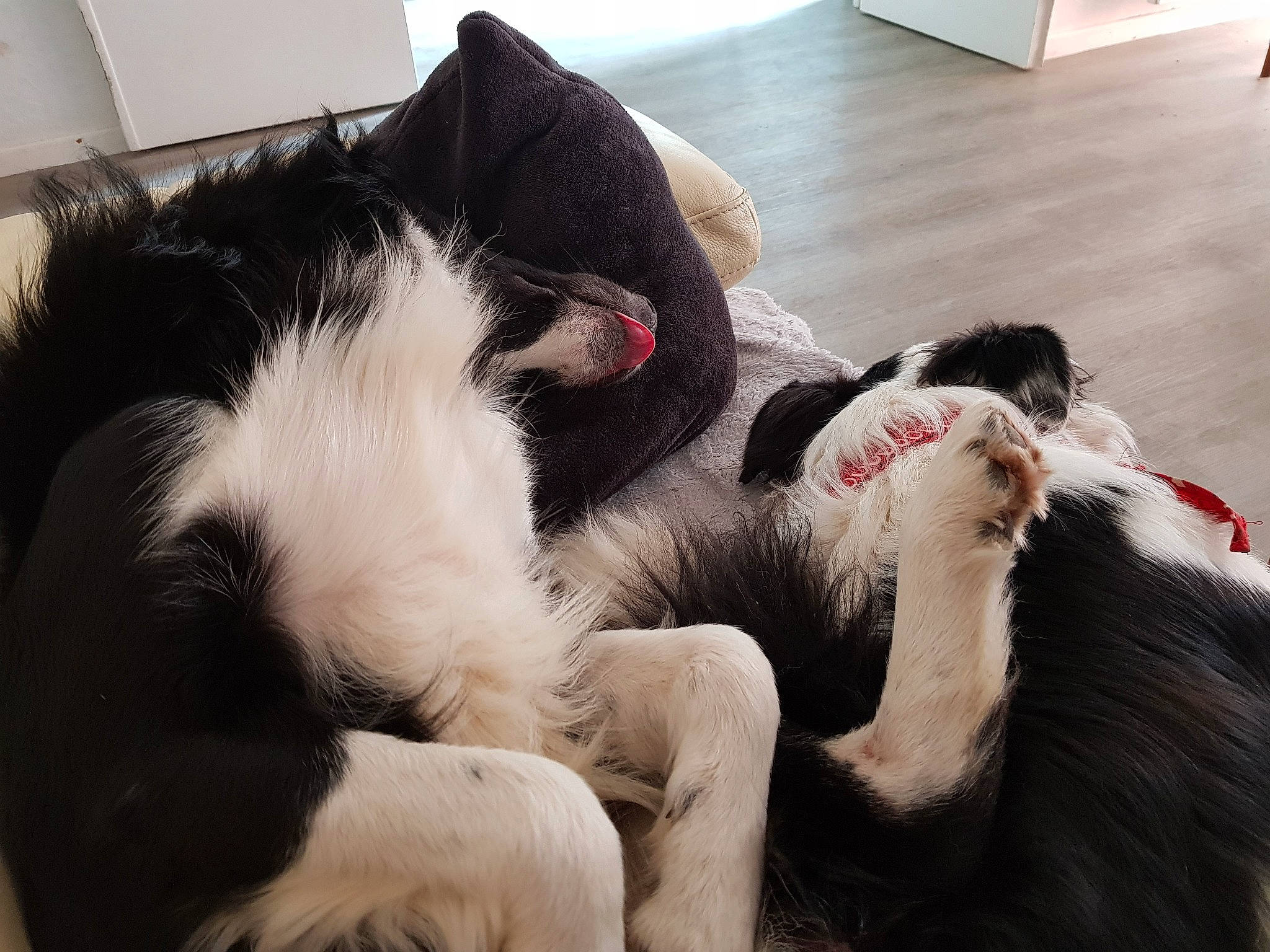 Marley participe au concours pour gagner de l'argent avec cette photo : black_cat, canidae, carnivore, cat, ear, felidae, fur, kitten, love, nap, paw, sky, sleep, small_to_medium_sized_cats, snout, tail, whiskers