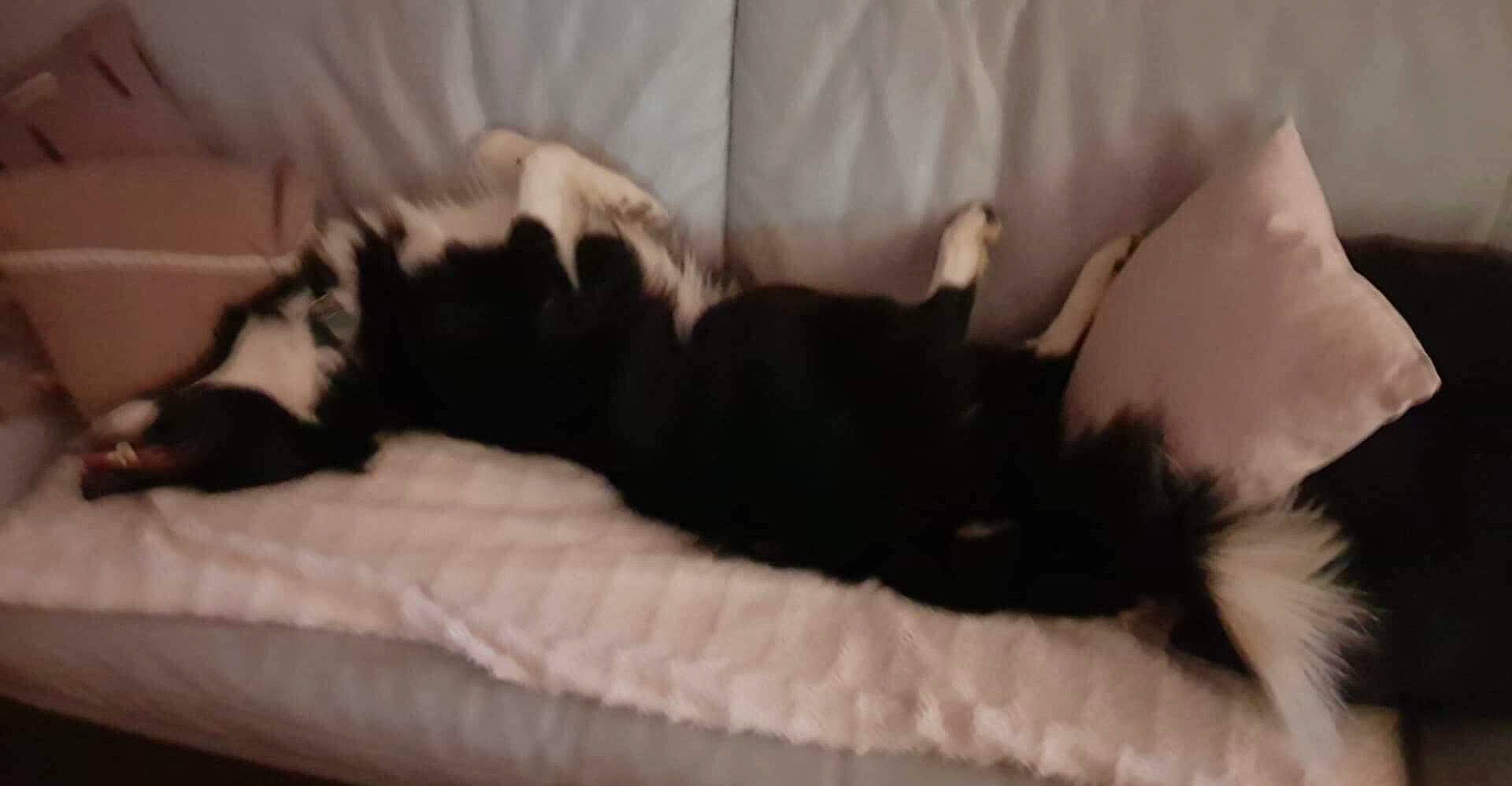 Marley participe au concours pour gagner de l'argent avec cette photo : border_collie, canidae, carnivore, dog, dog_breed, fur, nap, non_sporting_group, puppy, shih_tzu, sleep, sporting_group, tail