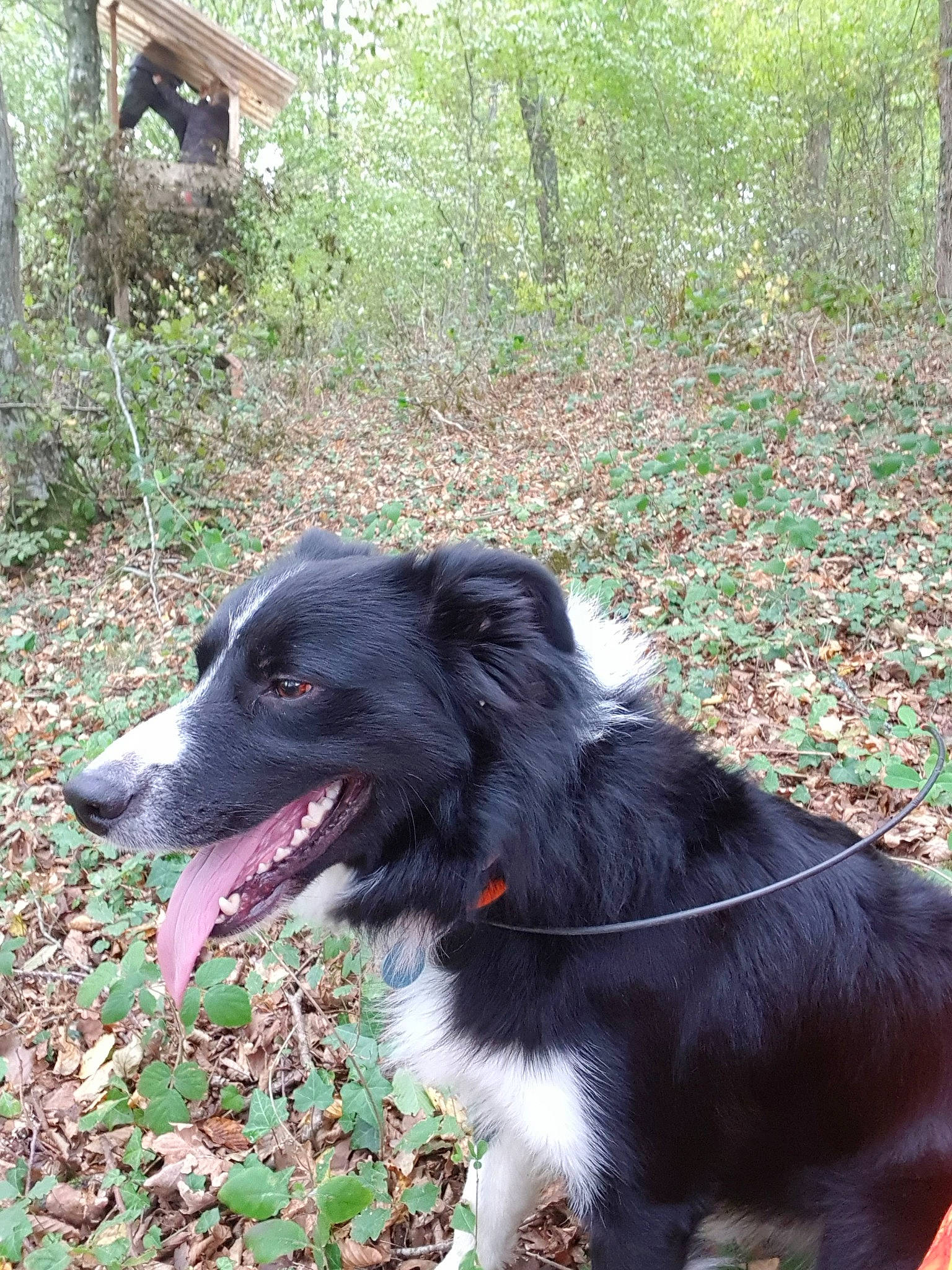 Marley a rejoint le concours — aidez-le/la à gagner de superbes lots ! australian_collie, borador, border_collie, canidae, carnivore, companion_dog, dog, dog_breed, english_shepherd, herding_dog, mammal, mcnab, rare_breed_dog, snout, sporting_group, stabyhoun, vertebrate, working_dog