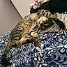 cat, tabby_cat, pet, sleeping, nap, relaxed, upside_down, paw, whiskers, striped_fur, collar, bed, bedspread, blanket, bedroom, laundry, cozy, indoor, portrait, cute