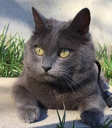 Kanelle participe au concours pour gagner de l'argent avec cette photo : carnivore, cat, domestic_short_haired_cat, felidae, fur, grass, grey, plant, small_to_medium_sized_cats, snout, terrestrial_animal, whiskers