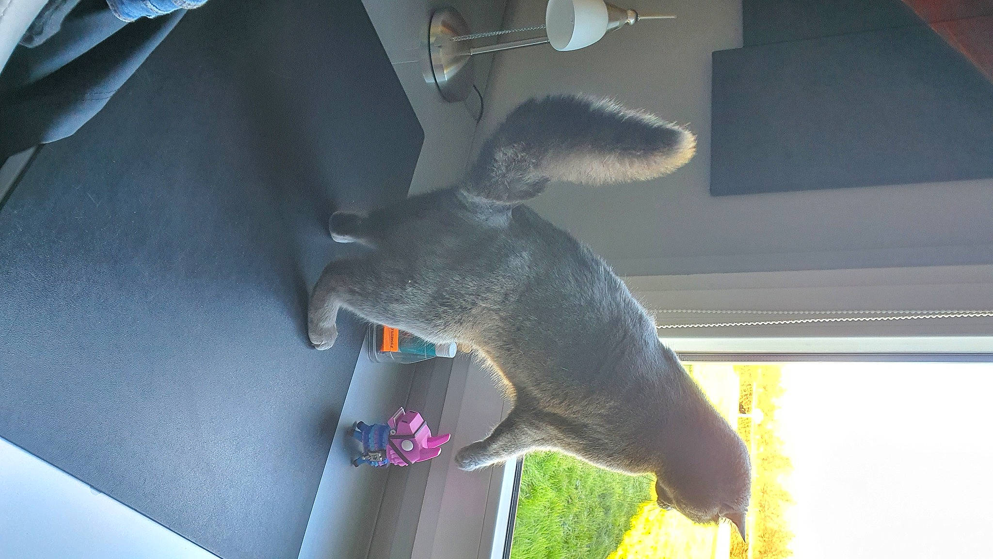 Kanelle a rejoint le concours — aidez-le/la à gagner de superbes lots ! fawn, flower, grey, plant, snout, tail, terrestrial_animal, toy