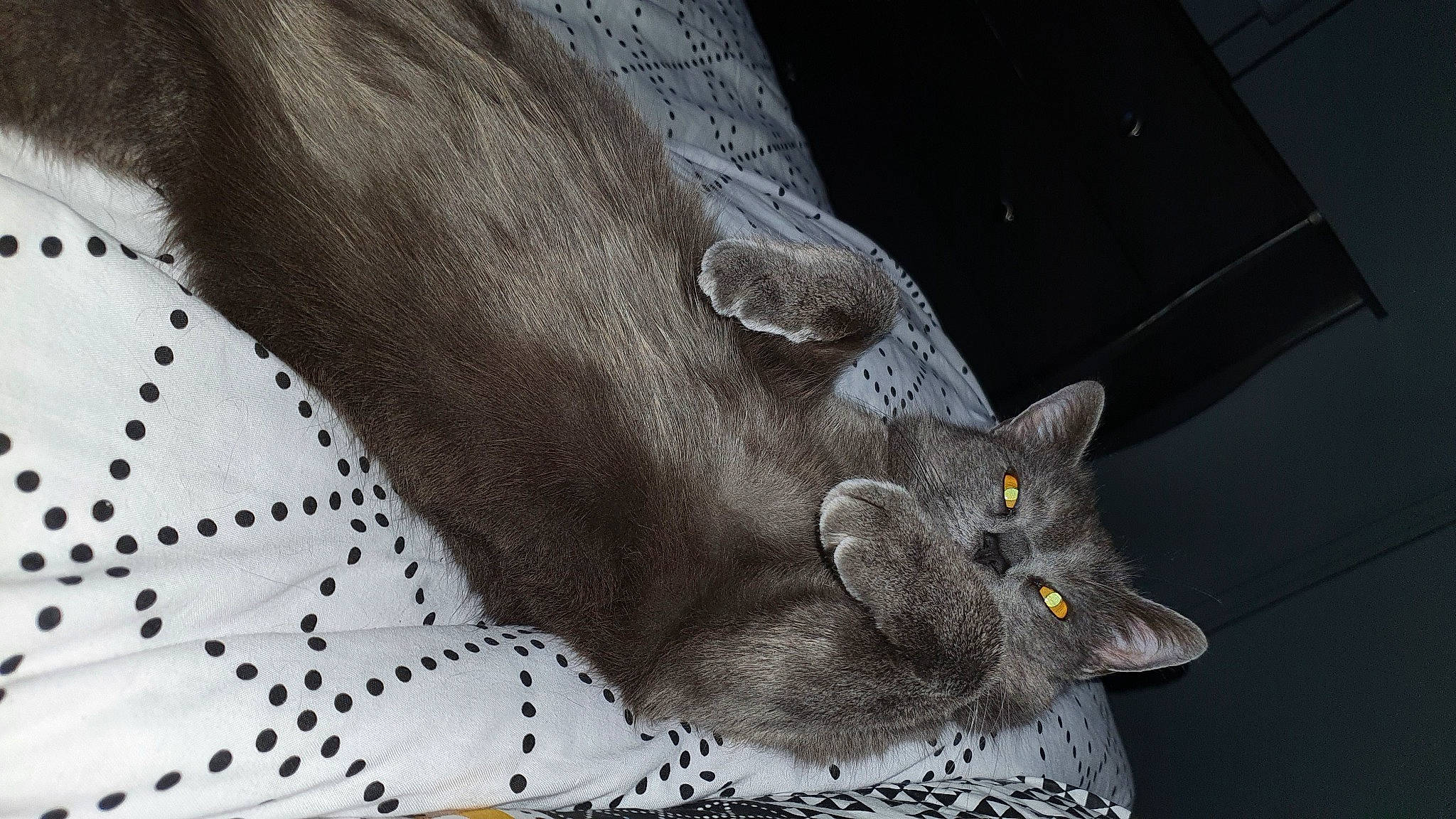 Nala a rejoint le concours — aidez-le/la à gagner de superbes lots ! carnivore, cat, domestic_short_haired_cat, felidae, fur, grey, human_leg, linens, pattern, russian_blue, sleeve, small_to_medium_sized_cats, snout, tail, whiskers