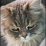 animal, calm, cat, close_up, cute, domestic, ears, face, feline, fluffy, fur, indoor, long_hair, looking_down, majestic, muzzle, pet, portrait, soft_light, whiskers