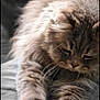 Twister a rejoint le concours — aidez-le/la à gagner de superbes lots ! animal, cat, close_up, cozy, cute, domestic, feline, fluffy, fur, indoor, long_hair, mammal, paws, pet, portrait, relaxed, sleepy, soft_texture, stretching, whiskers