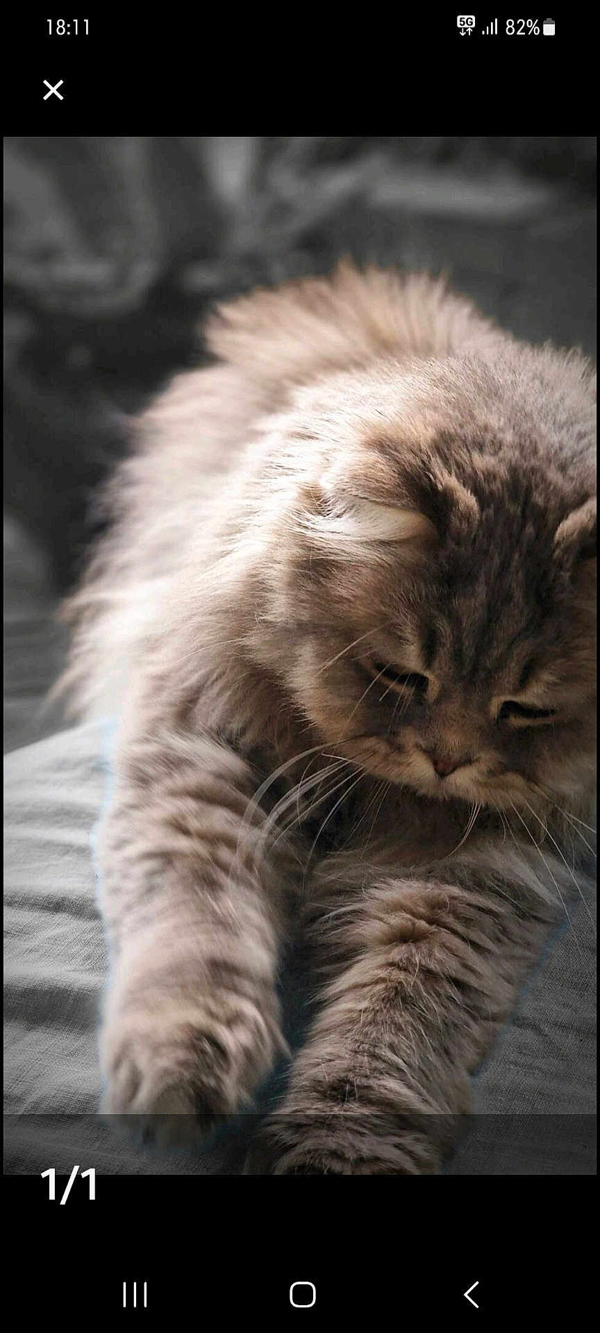 Twister a rejoint le concours — aidez-le/la à gagner de superbes lots ! animal, cat, close_up, cozy, cute, domestic, feline, fluffy, fur, indoor, long_hair, mammal, paws, pet, portrait, relaxed, sleepy, soft_texture, stretching, whiskers