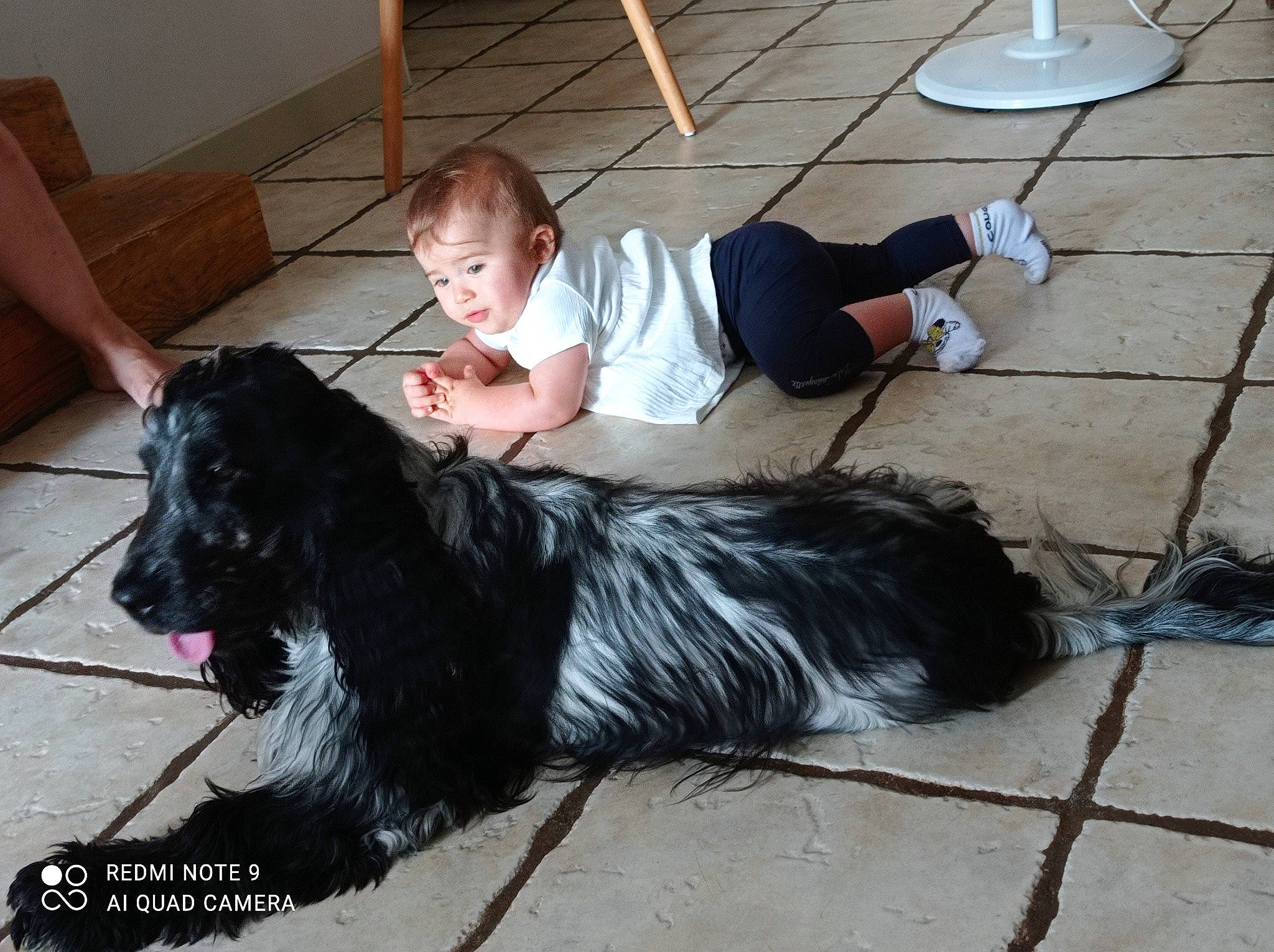 Gabrielle participe au concours pour gagner de l'argent avec cette photo : automotive_tire, carnivore, chair, companion_dog, dog, dog_breed, flooring, fur, guard_dog, herding_dog, person, shoe, sitting, t_shirt, tail, working_animal, working_dog