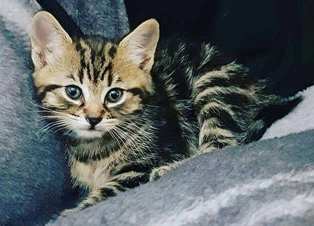 Cinnamon is registered to the contest to win money with this photo: carnivore, cat, claw, domestic_short_haired_cat, felidae, fur, paw, sitting, small_to_medium_sized_cats, snout, terrestrial_animal, tree, whiskers, wildlife