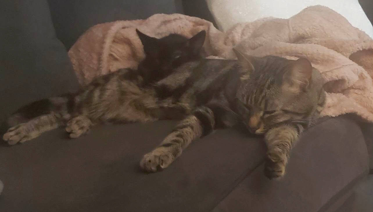 Cinnamon is registered to the contest to win money with this photo: bed, carnivore, cat, claw, comfort, domestic_short_haired_cat, duvet, felidae, flooring, fur, grey, hardwood, paw, room, small_to_medium_sized_cats, snout, tail, terrestrial_animal, whiskers, wood