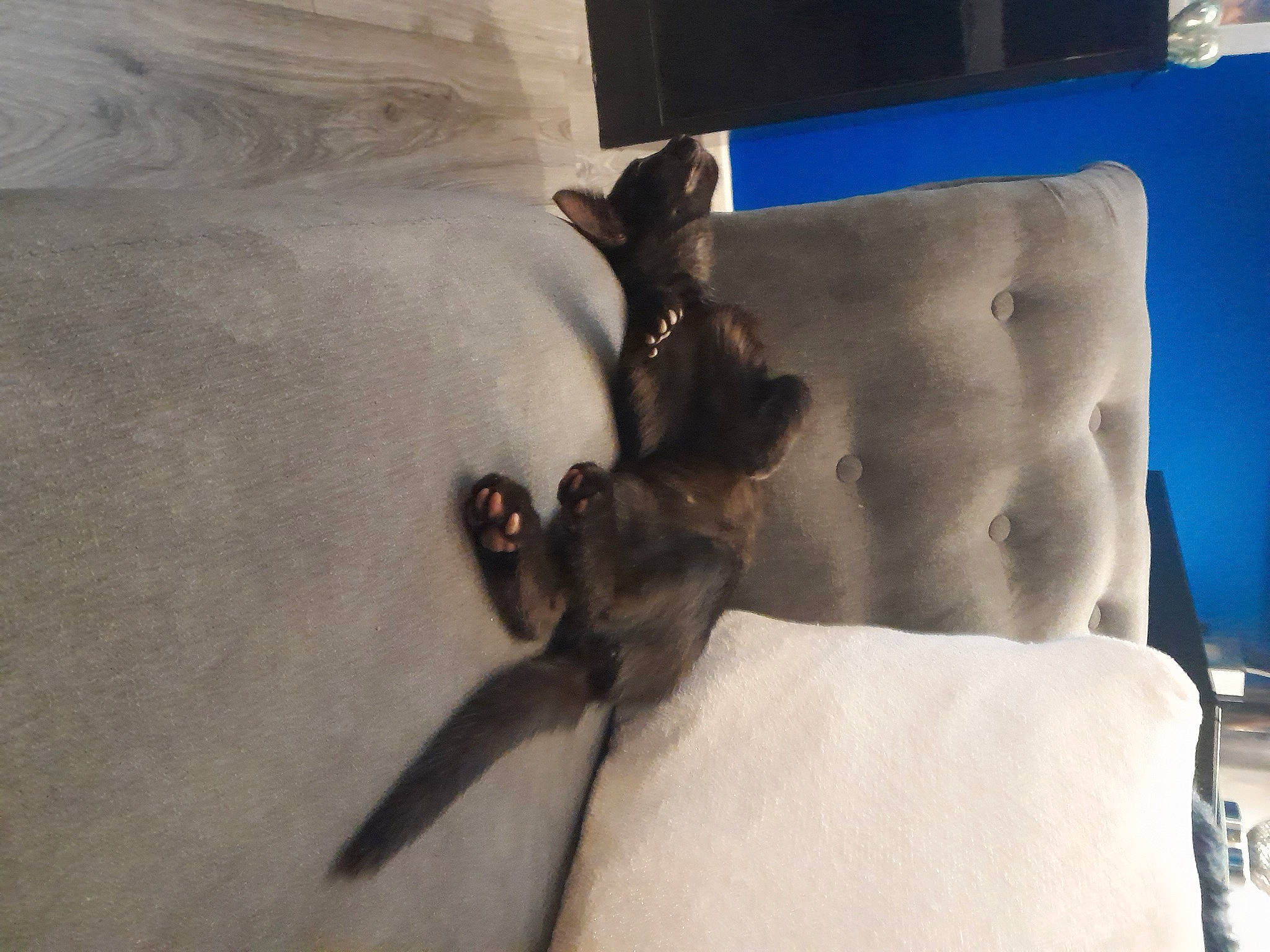 Coco is registered to the contest to win money with this photo: art, bed, bed_sheet, bedding, chest, comfort, companion_dog, dog, dog_breed, felidae, flooring, hardwood, human_leg, linens, room, sculpture, small_to_medium_sized_cats, tail, trunk, wood