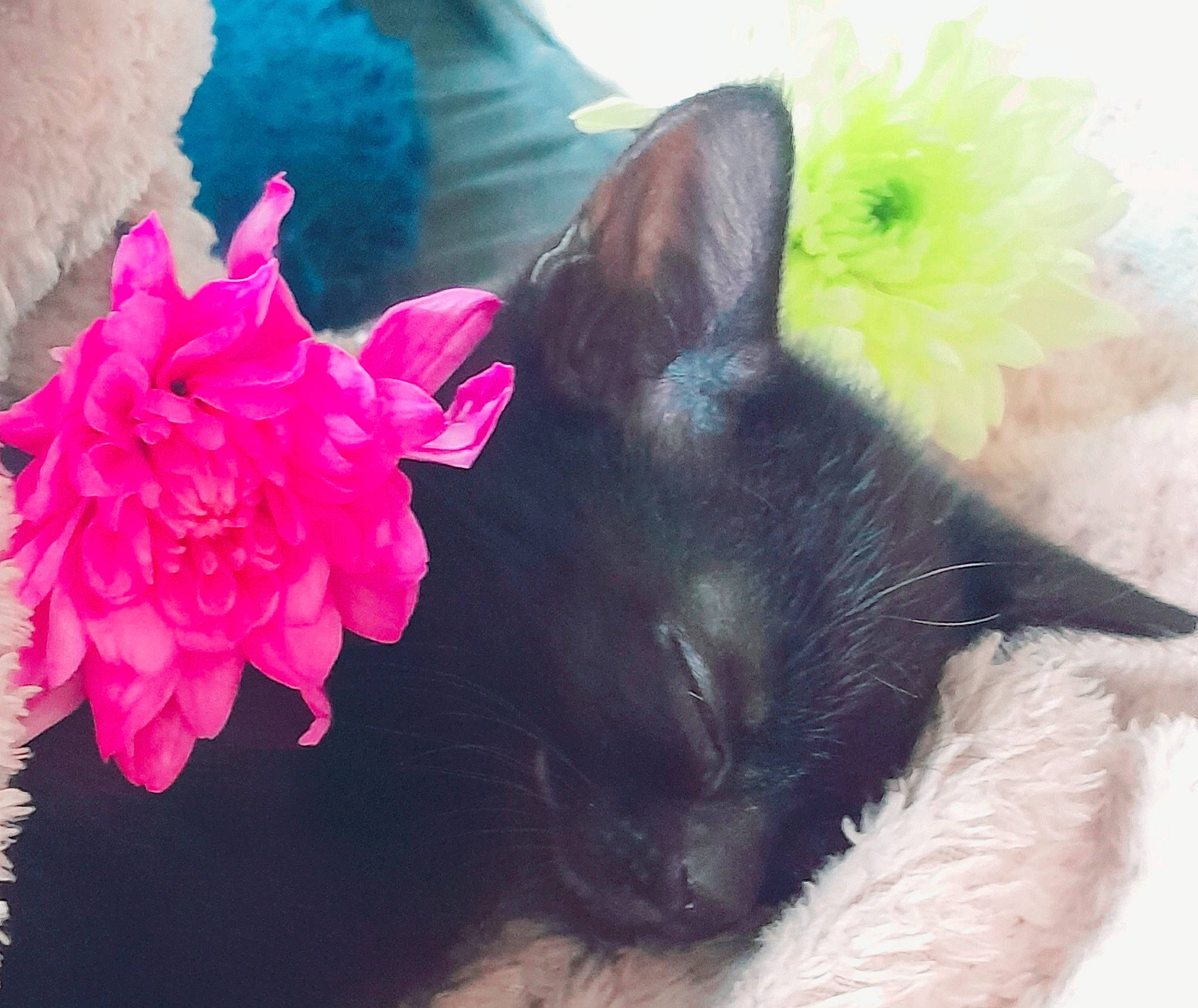 Coco joined the competition — help win amazing prizes! annual_plant, black_cat, bombay, canidae, carnivore, cat, claw, dog_breed, domestic_short_haired_cat, felidae, flower, flowering_plant, fur, magenta, paw, petal, plant, small_to_medium_sized_cats, tail, whiskers