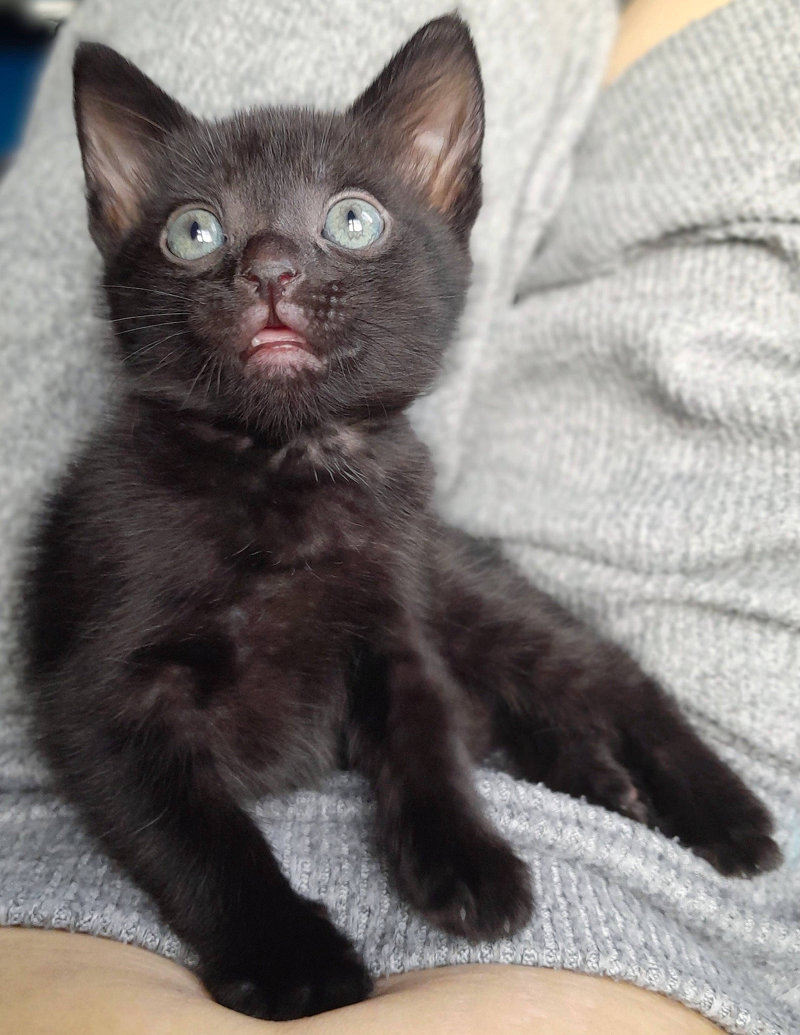 Coco joined the competition — help win amazing prizes! carnivore, cat, claw, comfort, domestic_short_haired_cat, felidae, fur, grey, paw, small_to_medium_sized_cats, snout, tail, terrestrial_animal, whiskers