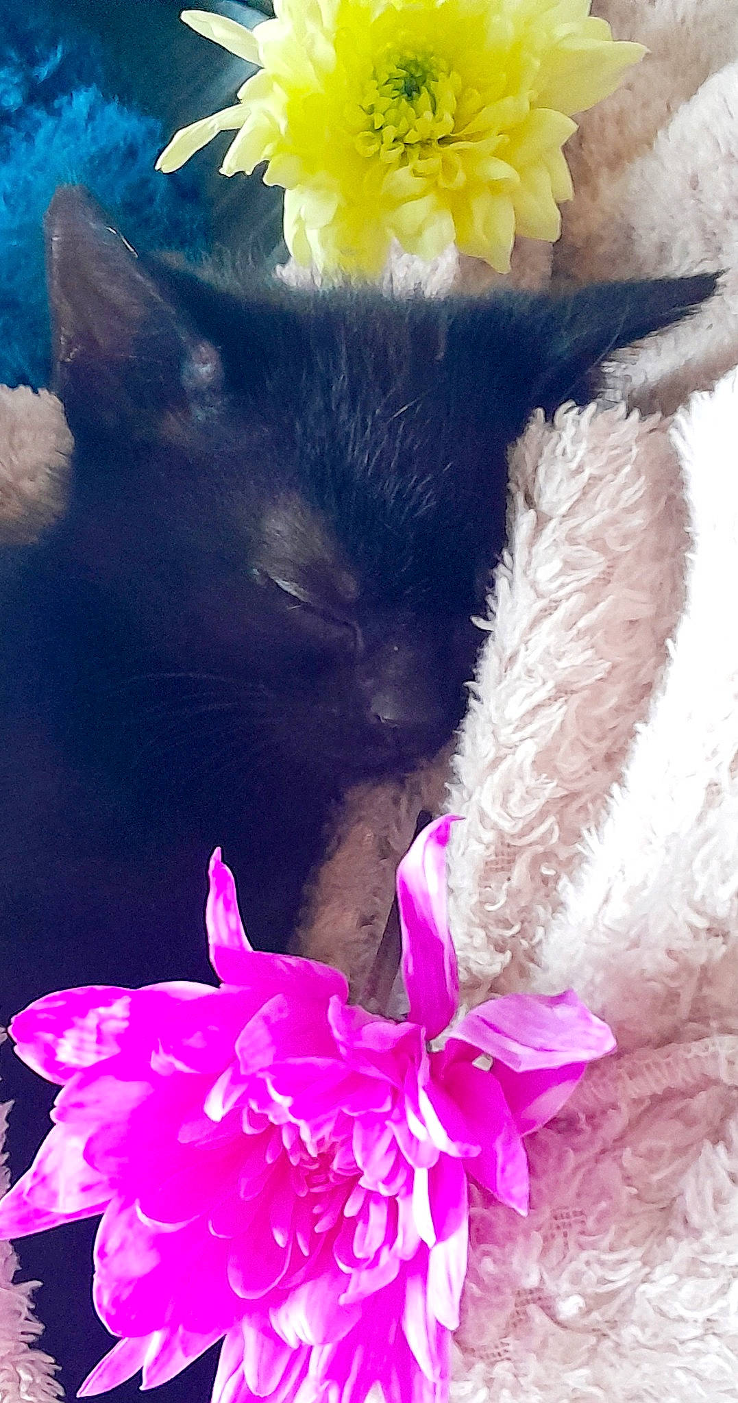 Coco joined the competition — help win amazing prizes! carnivore, cat, cat_supply, claw, cut_flowers, fashion_accessory, felidae, flower, flowering_plant, fur, gesture, magenta, paw, petal, pink, plant, small_to_medium_sized_cats, tail, terrestrial_plant, whiskers