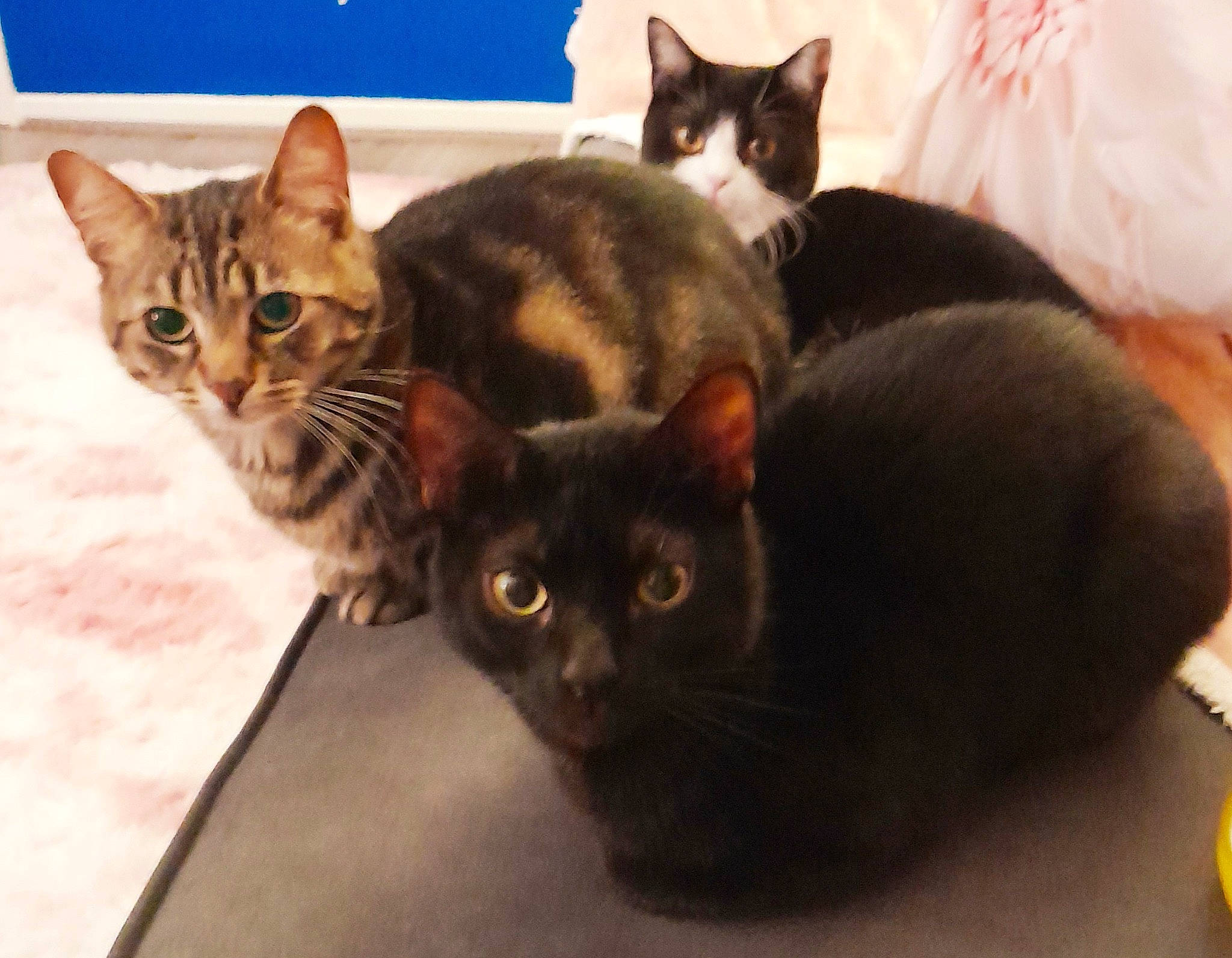 Tilly joined the competition — help win amazing prizes! carnivore, cat, comfort, domestic_short_haired_cat, felidae, fur, paw, small_to_medium_sized_cats, snout, tail, whiskers, window