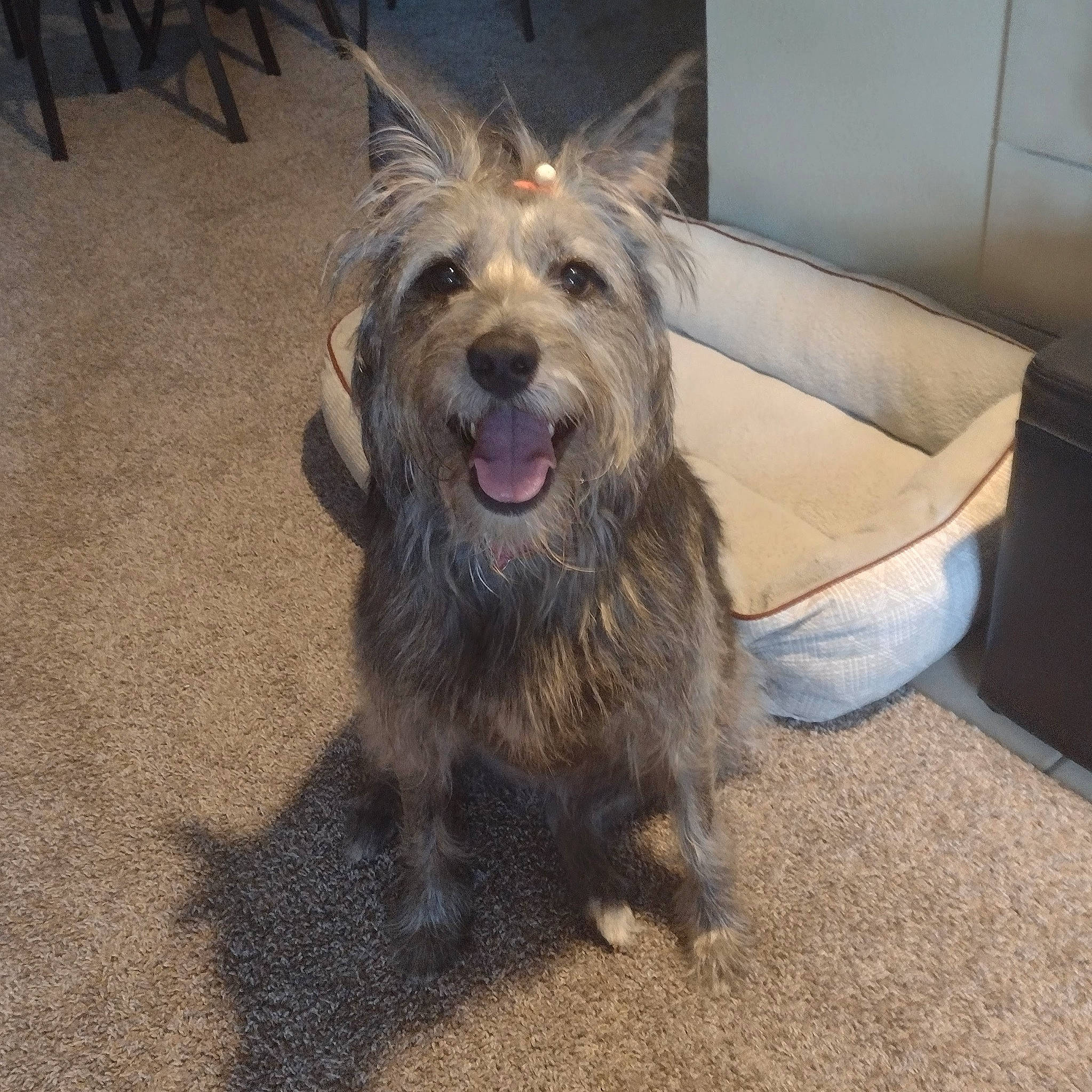 Winifred joined the competition — help win amazing prizes! australian_silky_terrier, australian_terrier, canidae, carnivore, companion_dog, couch, dog, dog_breed, fur, liver, road_surface, small_terrier, smile, snout, sporting_group, terrier, toy_dog, water_dog, working_dog, yorkipoo