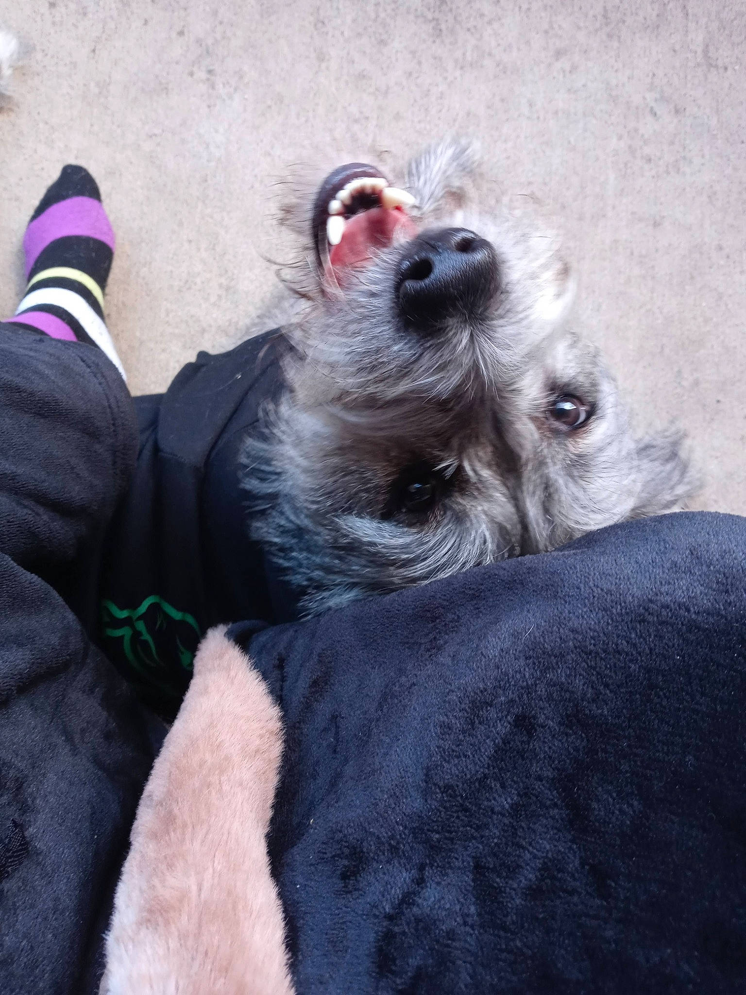 Winifred is registered to the contest to win money with this photo: canidae, carnivore, comfort, companion_dog, dog, dog_breed, dog_collar, dog_supply, fawn, foot, fur, grey, paw, schnauzer, sitting, snout, sporting_group, vertebrate, whiskers, working_animal