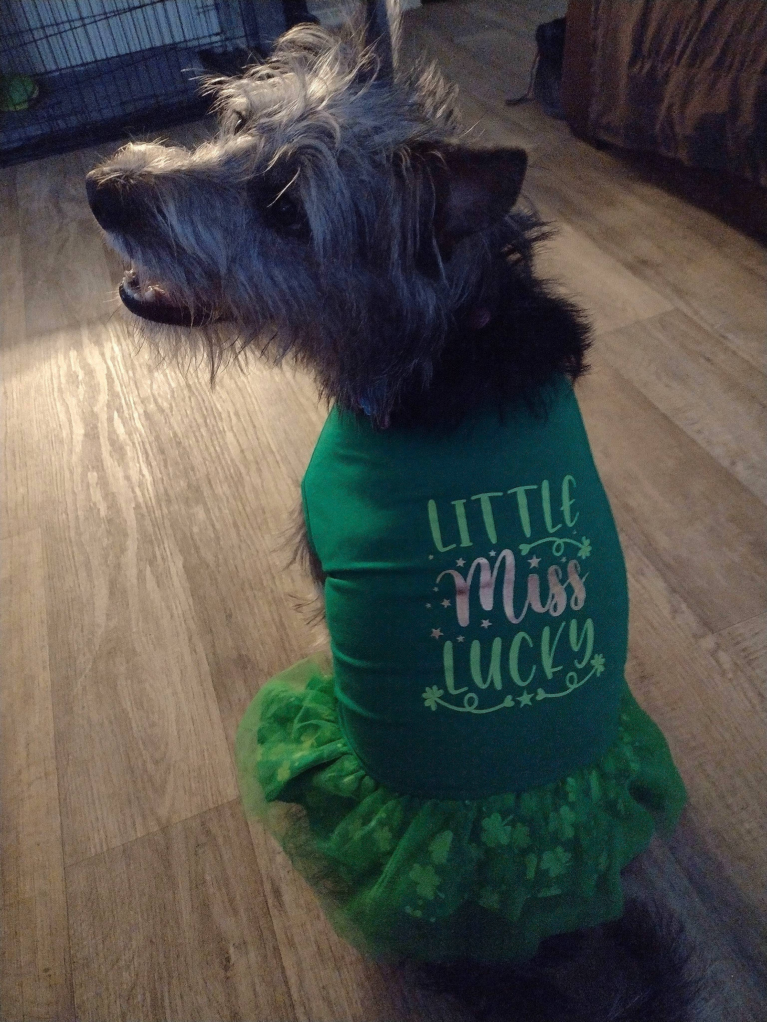 Winifred is registered to the contest to win money with this photo: canidae, carnivore, collar, companion_dog, dog, dog_breed, dog_clothes, dog_collar, dog_supply, flooring, fur, grass, hardwood, liver, pet_supply, snout, sporting_group, tail, wood, working_animal