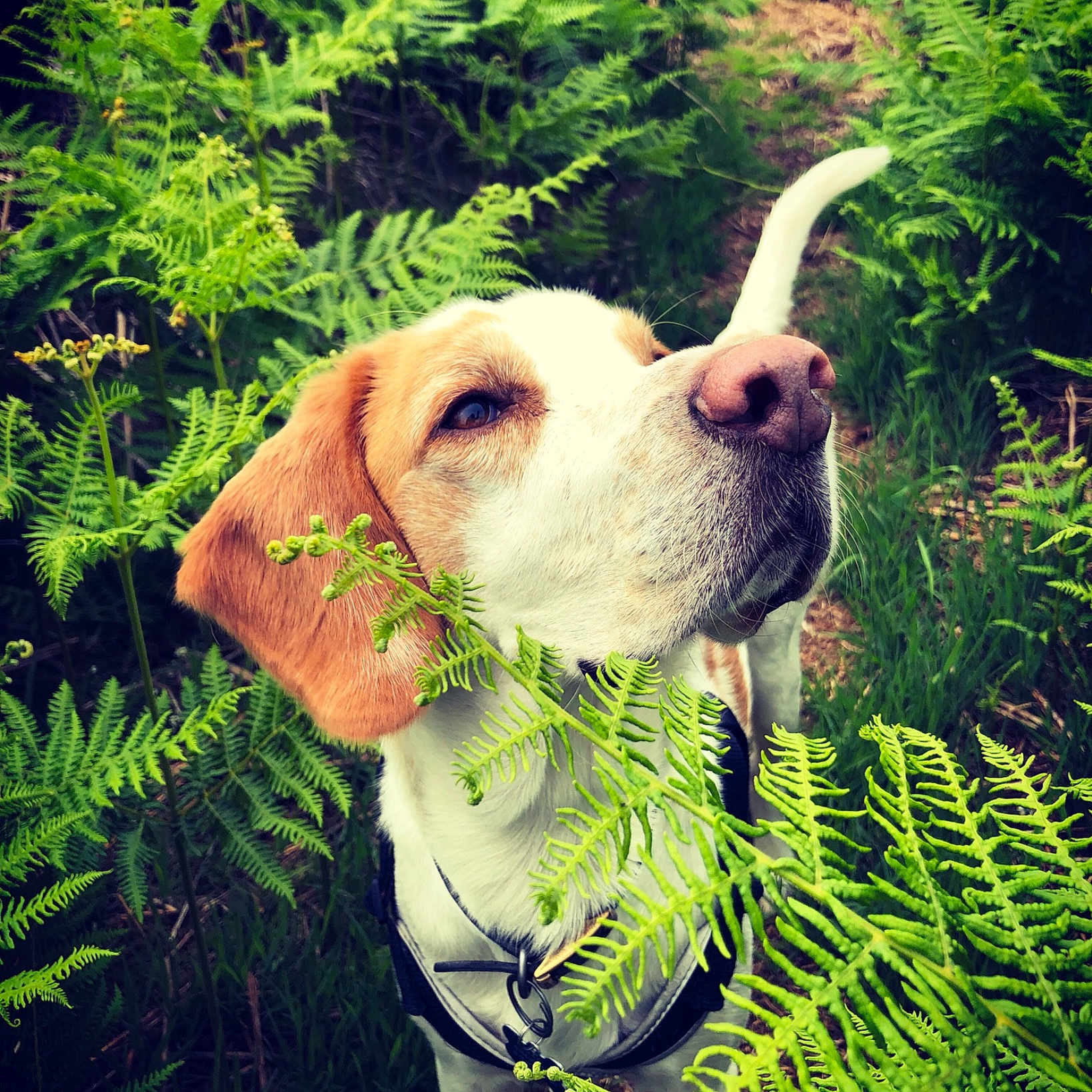 Max