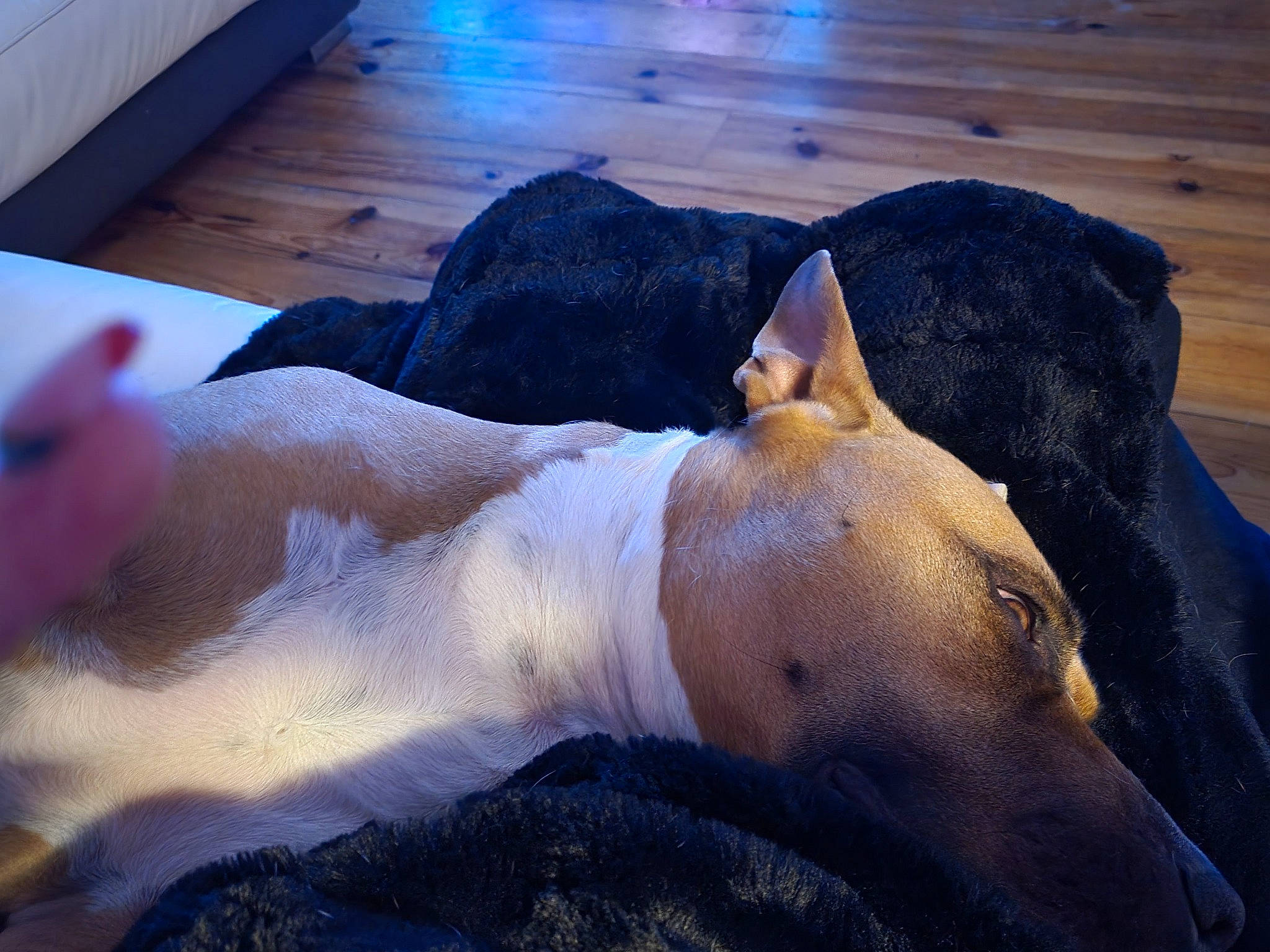 Paco a rejoint le concours — aidez-le/la à gagner de superbes lots ! canidae, carnivore, comfort, companion_dog, dog, dog_breed, fawn, flesh, foot, fur, hardwood, human_leg, nap, shadow, sporting_group, tail, terrestrial_animal, whiskers, wildlife, wood