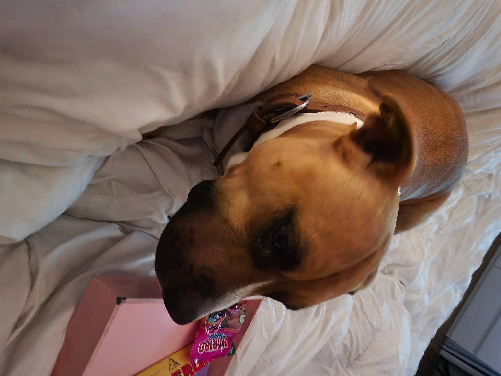 Paco a rejoint le concours — aidez-le/la à gagner de superbes lots ! canidae, carnivore, comfort, companion_dog, dog, dog_breed, dog_supply, ear, fawn, linens, nap, non_sporting_group, pet_supply, puppy, sporting_group, toy_dog, whiskers, working_animal