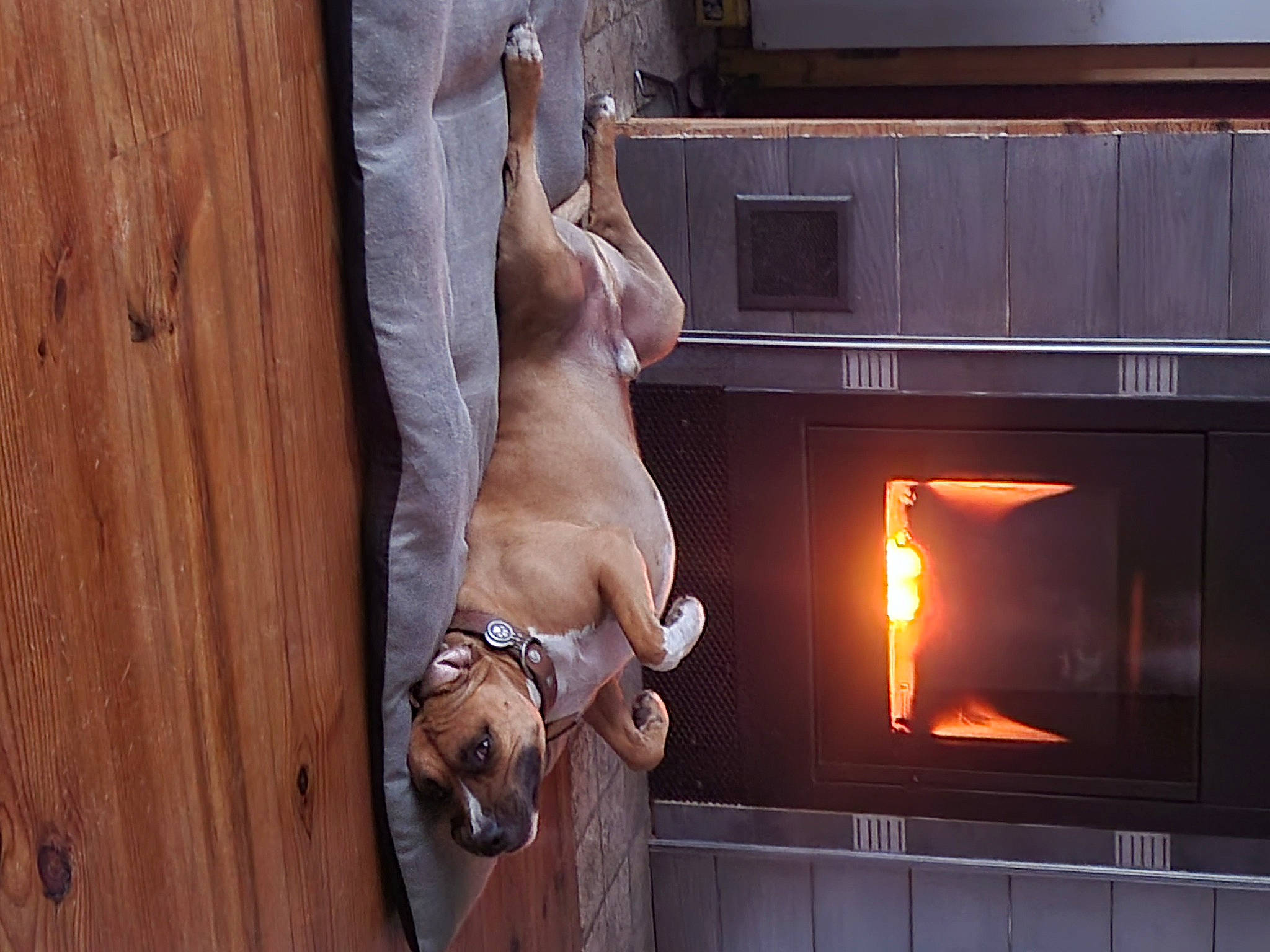 Paco a rejoint le concours — aidez-le/la à gagner de superbes lots ! carnivore, companion_dog, dog, dog_breed, door, fawn, floor, flooring, gas, hardwood, hearth, heat, home_appliance, snout, stove, television, television_set, wood, wood_burning_stove, working_animal