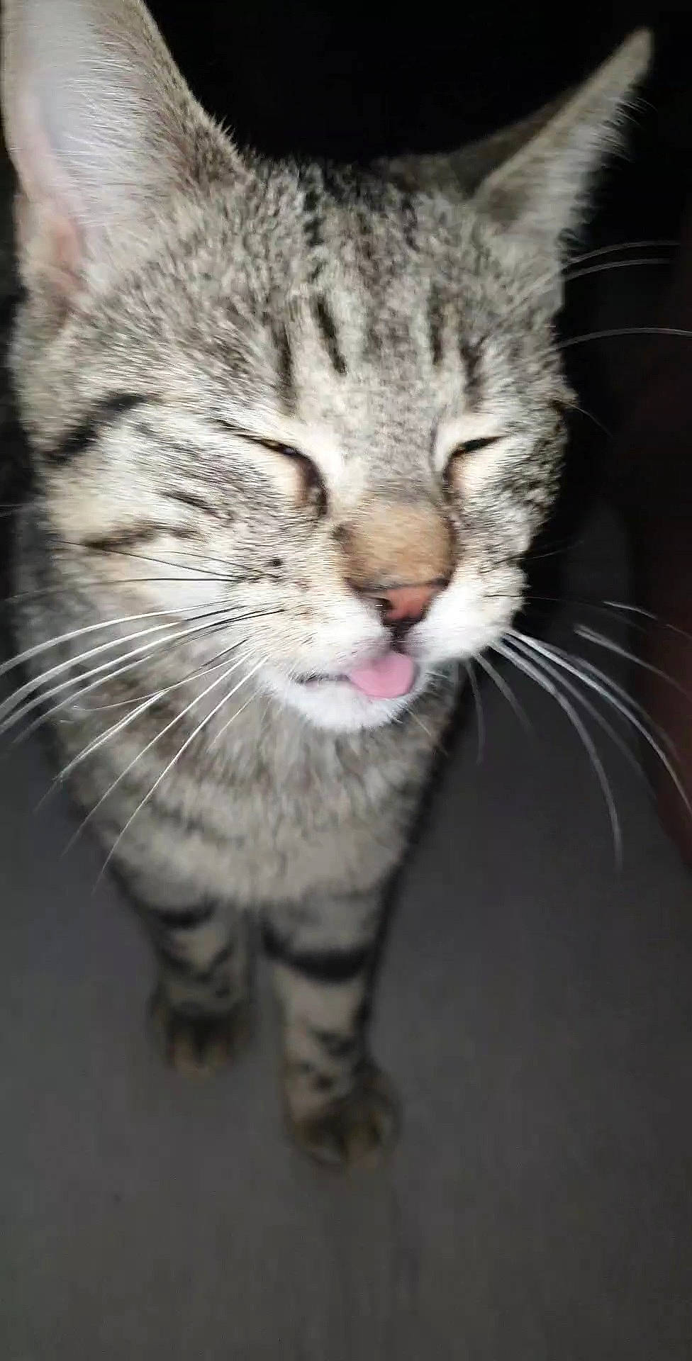 Supreme participe au concours pour gagner de l'argent avec cette photo : carnivore, cat, claw, domestic_short_haired_cat, felidae, fur, head, paw, small_to_medium_sized_cats, snout, terrestrial_animal, whiskers, wildlife