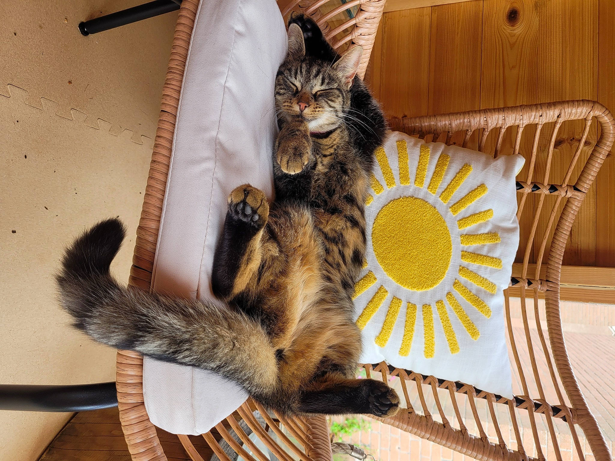 Cleocatra is registered to the contest to win money with this photo: carnivore, cat, chair, claw, comfort, domestic_short_haired_cat, felidae, flooring, fur, hardwood, paw, small_to_medium_sized_cats, snout, tail, terrestrial_animal, tree, whiskers, wildlife, wood