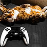 Kellogg is registered to the contest to win money with this photo: cat, tabby_cat, game_controller, black_surface, pet, animal, relaxed, lying_down, indoor, curious, whiskers, ears, feline, playful, cute, domestic_cat, orange_and_white, fluffy, gaming, companion